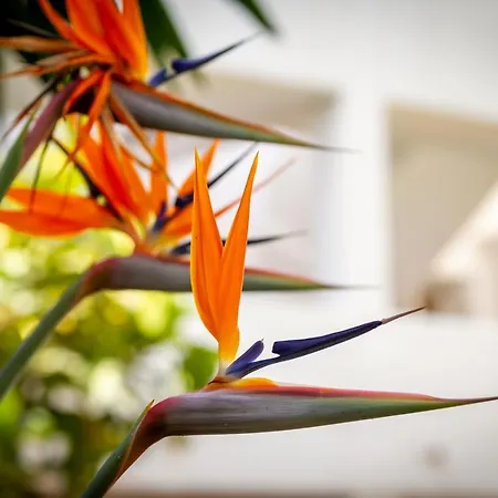 Banus - Endless Sunset Banus *